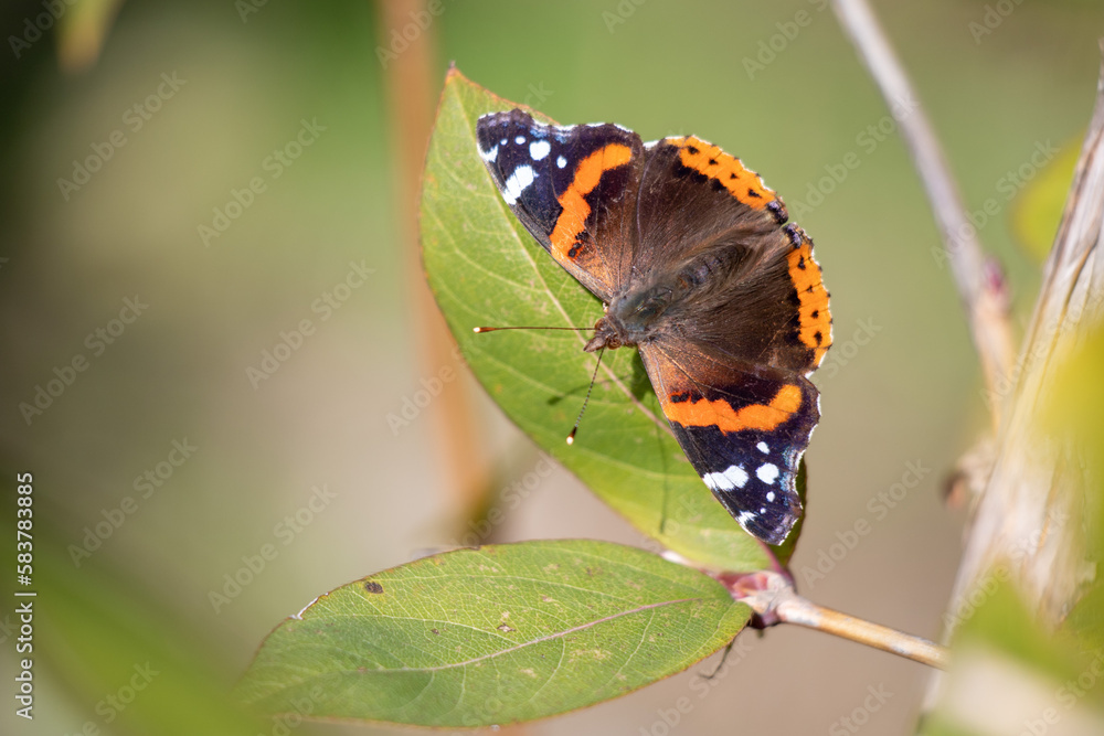 Butterfly Red Admiral sits on a green leaf. Butterfly Red Admiral sits on a green leaf.