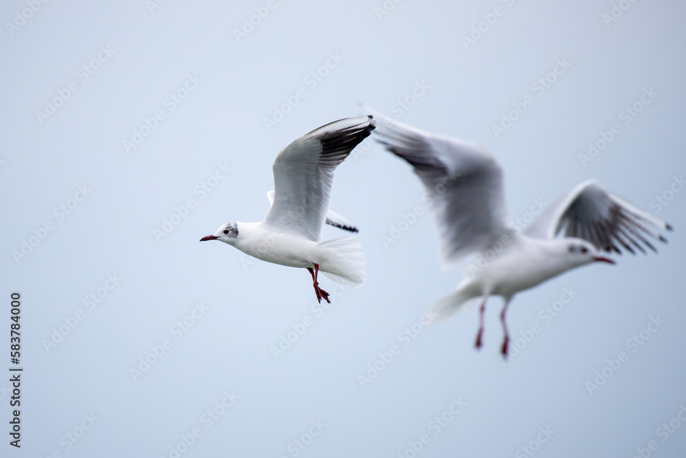 White seagull in flight close-up. White seagull in flight close-up.