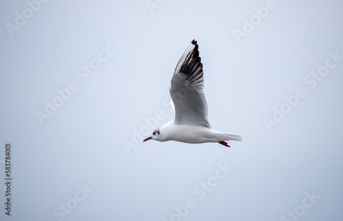 White seagull in flight close-up.