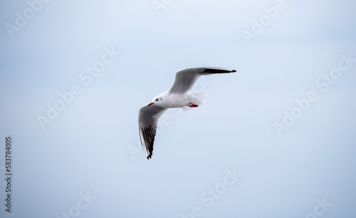 White seagull in flight close-up.