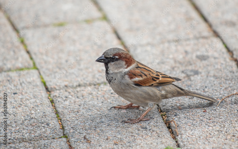 Sparrow on the asphalt of the city close-up. Sparrow on the asphalt of the city close-up.