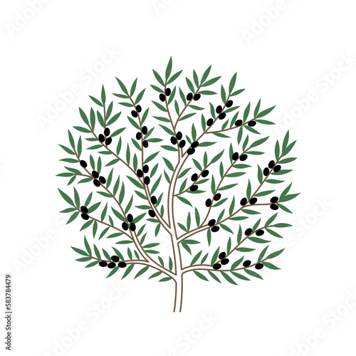 Olive Tree. Branch and leaves. Vector Illustration. © ilyakalinin