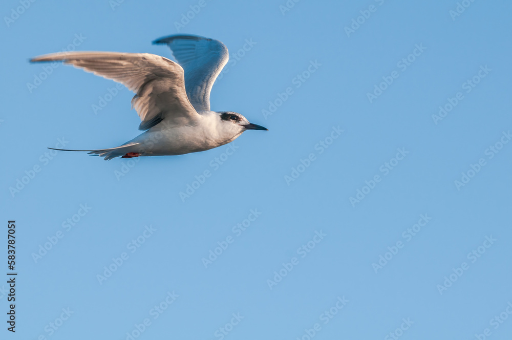 Forster's Tern (Sterna forsteri) in Bolsa Chica Ecological Reserve, California, USA Forster's Tern (Sterna forsteri) in Bolsa Chica Ecological Reserve, California, USA