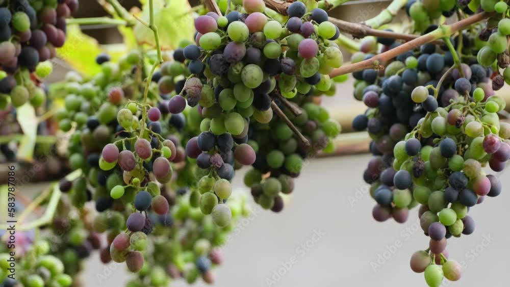 Ripening grapes on the vine in a vineyard. Diseases of grapes. Grape leaf disease. Wine grape diseases or pest. Bunches of ripening blue grapes growing at a farm. Closeup of unripe grapes bunch Ripening grapes on the vine in a vineyard. Diseases of grapes. Grape leaf disease. Wine grape diseases or pest. Bunches of ripening blue grapes growing at a farm. Closeup of unripe grapes bunch