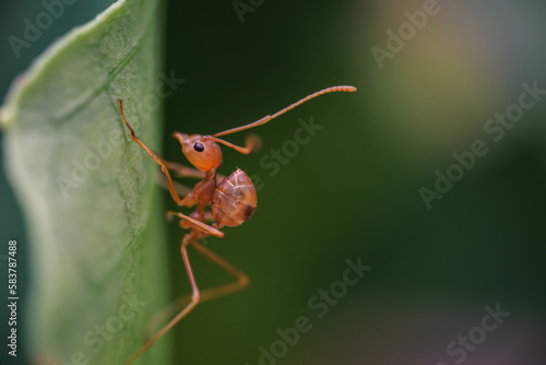 The red ant climbed to the top of the green leaf and eats it  © NOTE OMG