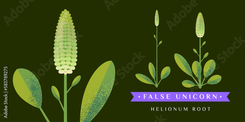 FALSE UNICORN vector drawing. Isolated flower and leaves. Detailed botanical sketch for tea, organic cosmetics, medicine, aromatherapy