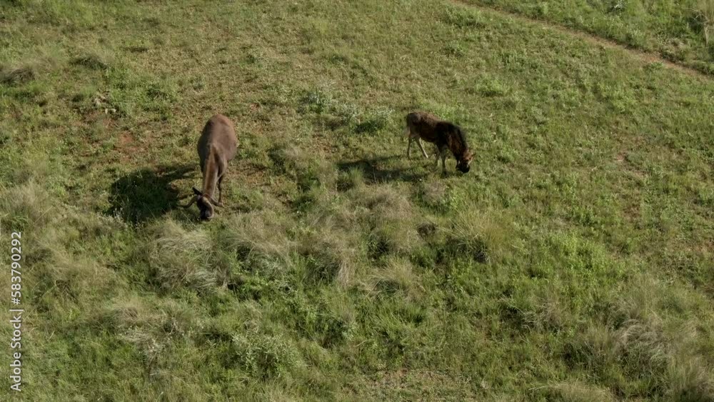 Drone aerial Wildebeest mother and bay grazing on summer grass in the wild Drone aerial Wildebeest mother and bay grazing on summer grass in the wild