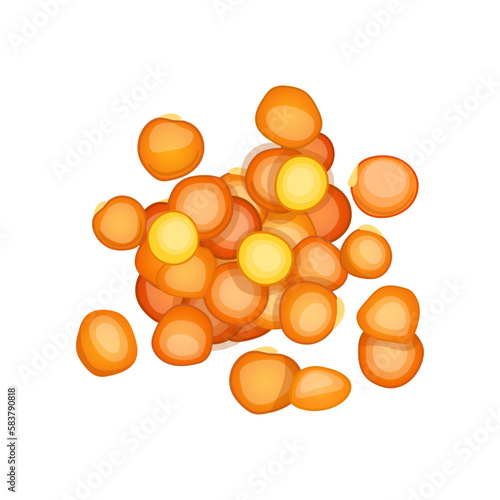 lentil seed cartoon vector illustration
