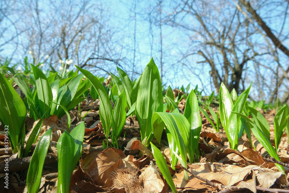 Young sprouts of Allium ursinum, known as wild garlic, ramsons, buckrams, bear leek or bear's garlic. Wild edible plant in the natural environment Young sprouts of Allium ursinum, known as wild garlic, ramsons, buckrams, bear leek or bear's garlic. Wild edible plant in the natural environment