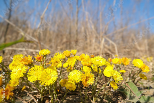 Blooming coltsfoot on a spring sunny day. Medicinal plant in natural environment
