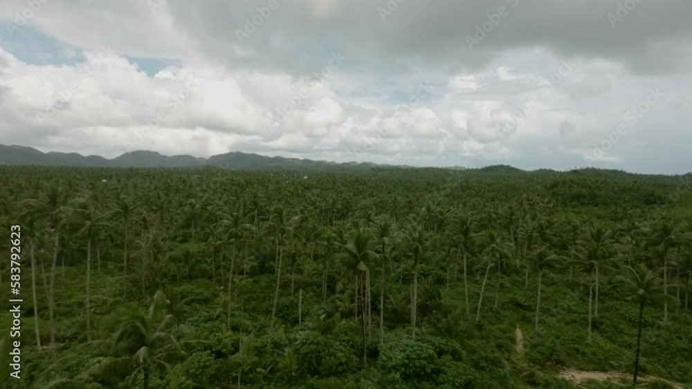 Fpv shot above palm trees jungle landscape in Siargao on cloudy day - Philippines Fpv shot above palm trees jungle landscape in Siargao on cloudy day - Philippines
