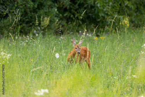 Doe in the grass