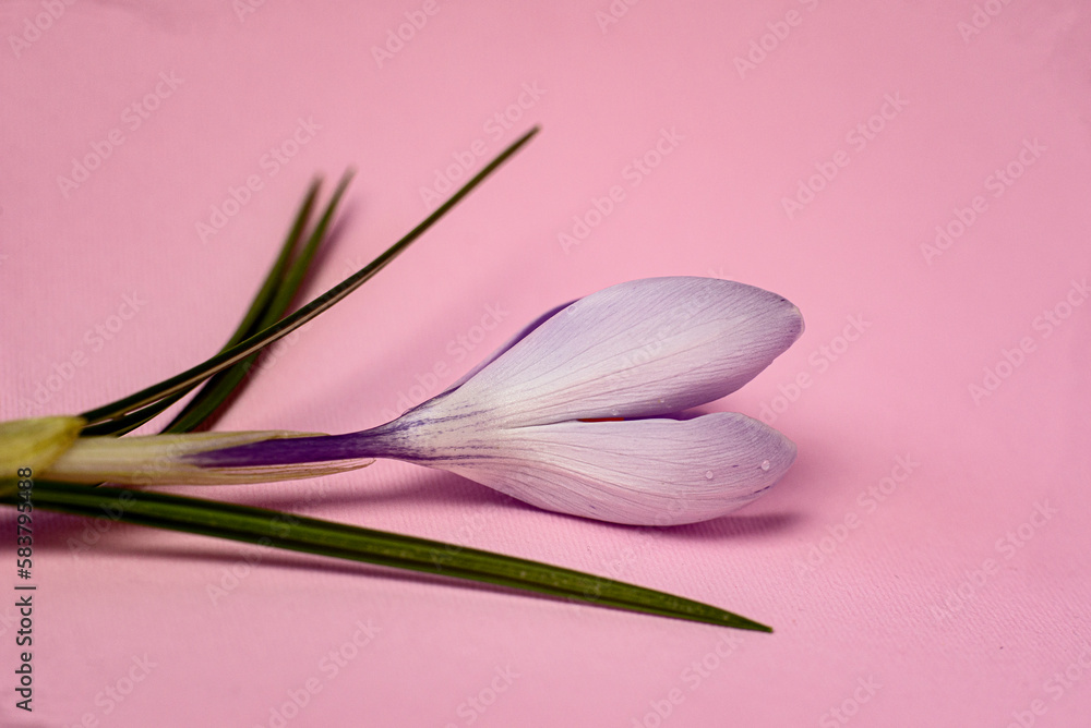 purple crocus flowers. spring crocus flower close-up