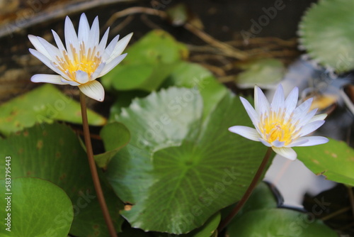 A white water lotus with a yellow center and a white center