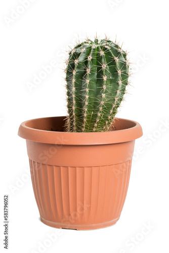 Potted cactus isolated