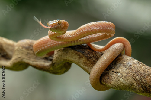 viper on a branch © Riadi