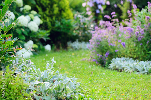 White and blue natural english cottage garden view with curvy pathway. Wooden archway with clematis  nepeta  catnip  catmint   stachys byzantina  lamb ears  and hydrangeas blooming in summer