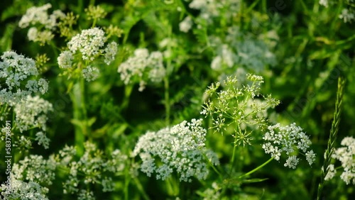 The cow parsley, Anthriscus sylvestris, is an umbelliferous plant. The wild chervil grow in meadow. Kupyr on a summer day, close-up, side view. White flowers on a green background. photo