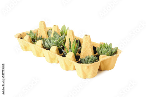 Growing plants in egg box, isolated on white background photo