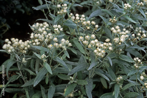 Anaphalis triplinervis, Anaphalis, Immortelle de l'Himalaya photo