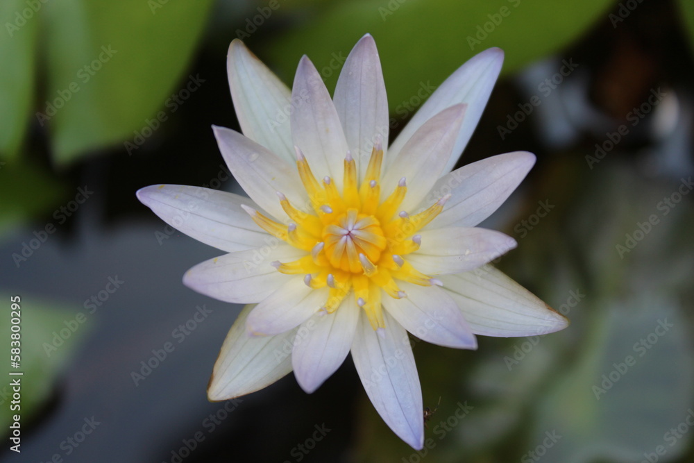A white water lotus with a yellow center and a white center A white water lotus with a yellow center and a white center