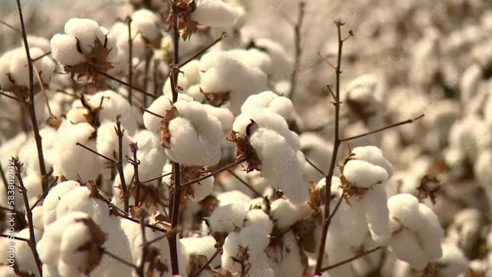 Close up, light wind blowing cotton plants at a plantation, sunlight shining. Close up, light wind blowing cotton plants at a plantation, sunlight shining.