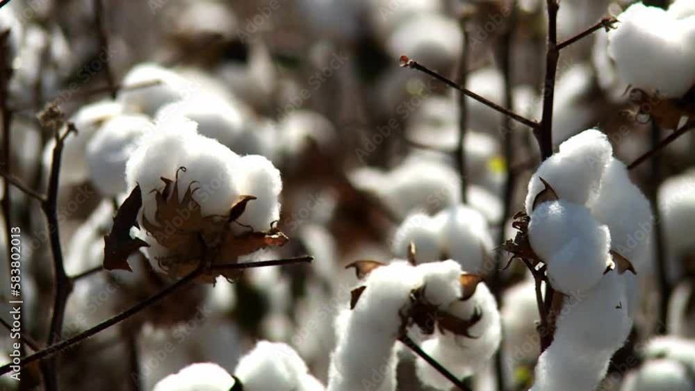 Close up of cotton plants at a plantation blowing against the wind during the day Close up of cotton plants at a plantation blowing against the wind during the day