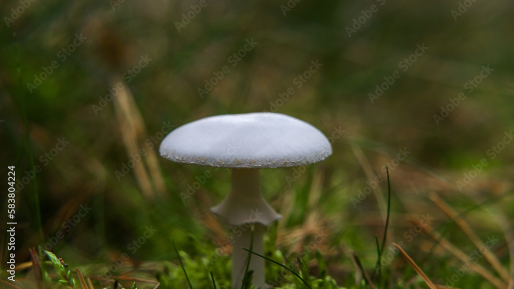 MUSHROOMS - Autumn meadow life landscape MUSHROOMS - Autumn meadow life landscape