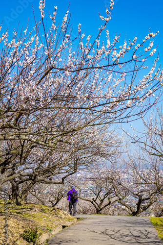 美しい梅林風景 © Rika