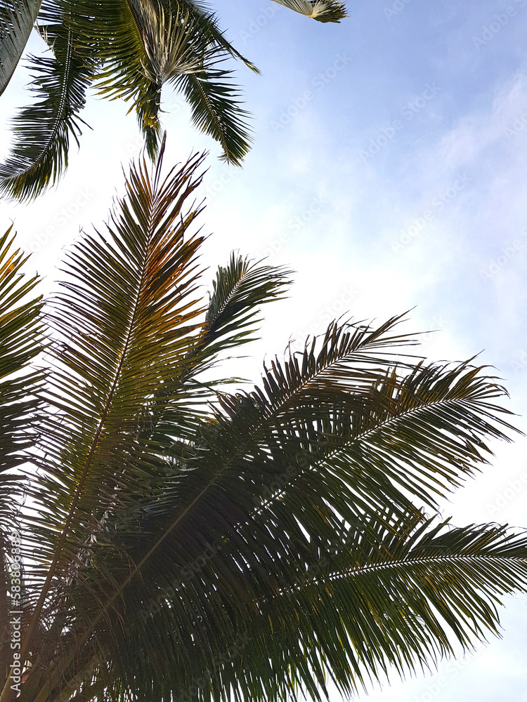 coconut tree coconut tree