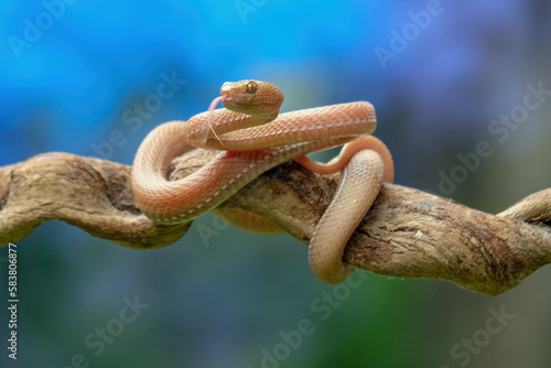 viper on branch