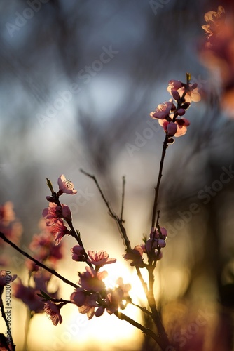 Fleur arbre fruitier printemps vergers - cerise pêche photo