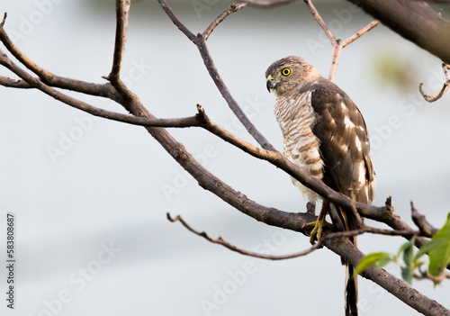 EAGGLE SITTING IN BRANCHES OF A TREE