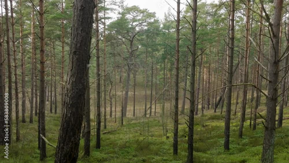 Aerial view of wild pine forest, green moss and heather under the trees, overcast day, light snow falling, Nordic woodland, Baltic sea coast, mystic concept, slow drone dolly shot moving forward Aerial view of wild pine forest, green moss and heather under the trees, overcast day, light snow falling, Nordic woodland, Baltic sea coast, mystic concept, slow drone dolly shot moving forward
