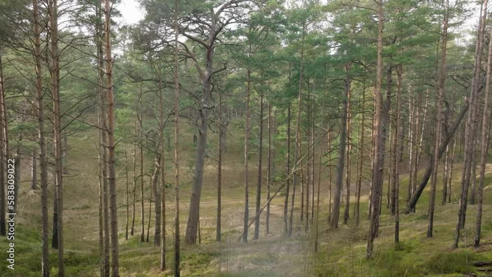 Aerial view of wild pine forest, green moss and heather under the trees, overcast day, light snow falling, Nordic woodland, Baltic sea coast, mystic concept, slow drone dolly shot moving back Aerial view of wild pine forest, green moss and heather under the trees, overcast day, light snow falling, Nordic woodland, Baltic sea coast, mystic concept, slow drone dolly shot moving back