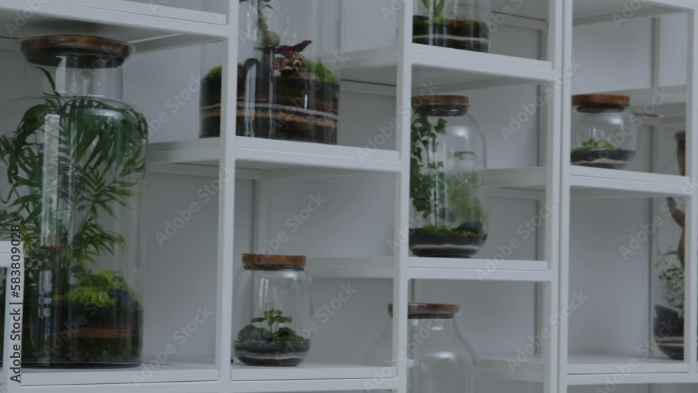 Floral with tiny ecosystems in the terrarium shelves with readymade jars panorama