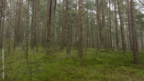 Wallpaper Mural Aerial view of wild pine forest, green moss and heather under the trees, overcast day, light snow falling, Nordic woodland, Baltic sea coast, mystic concept, slow drone dolly shot moving left Torontodigital.ca