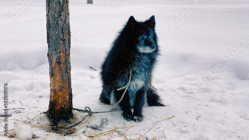 Western Siberia, the camp of reindeer herders of the Khanty people: a guard dog on a leash. photo