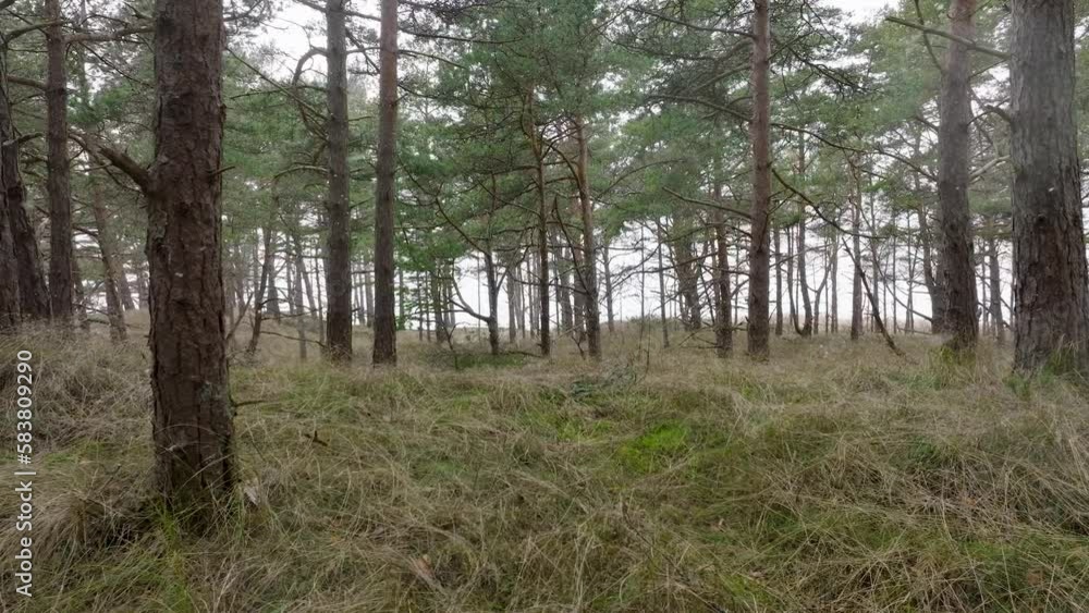 Aerial view of wild pine forest, green moss and heather under the trees, overcast day, light snow falling, Nordic woodland, Baltic sea coast, mystic concept, slow drone dolly shot moving left low Aerial view of wild pine forest, green moss and heather under the trees, overcast day, light snow falling, Nordic woodland, Baltic sea coast, mystic concept, slow drone dolly shot moving left low