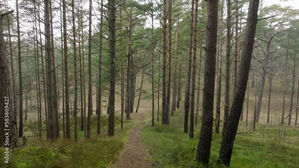 Aerial view of wild pine forest, green moss and heather under the trees, overcast day, light snow falling, Nordic woodland, Baltic sea coast, mystic concept, slow drone dolly shot moving forward Aerial view of wild pine forest, green moss and heather under the trees, overcast day, light snow falling, Nordic woodland, Baltic sea coast, mystic concept, slow drone dolly shot moving forward