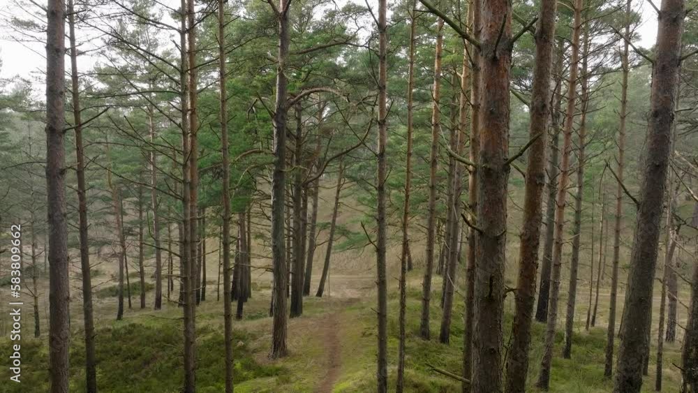 Aerial view of wild pine forest, green moss and heather under the trees, overcast day, light snow falling, Nordic woodland, Baltic sea coast, mystic concept, slow drone dolly shot moving back Aerial view of wild pine forest, green moss and heather under the trees, overcast day, light snow falling, Nordic woodland, Baltic sea coast, mystic concept, slow drone dolly shot moving back