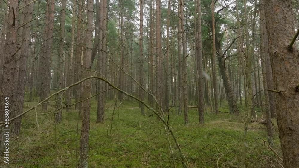 Aerial view of wild pine forest, green moss and heather under the trees, overcast day, light snow falling, Nordic woodland, Baltic sea coast, mystic concept, slow drone dolly shot moving left Aerial view of wild pine forest, green moss and heather under the trees, overcast day, light snow falling, Nordic woodland, Baltic sea coast, mystic concept, slow drone dolly shot moving left