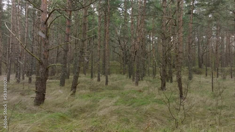 Aerial view of wild pine forest, green moss and heather under the trees, overcast day, light snow falling, Nordic woodland, Baltic sea coast, mystic concept, slow drone dolly shot moving forward low Aerial view of wild pine forest, green moss and heather under the trees, overcast day, light snow falling, Nordic woodland, Baltic sea coast, mystic concept, slow drone dolly shot moving forward low