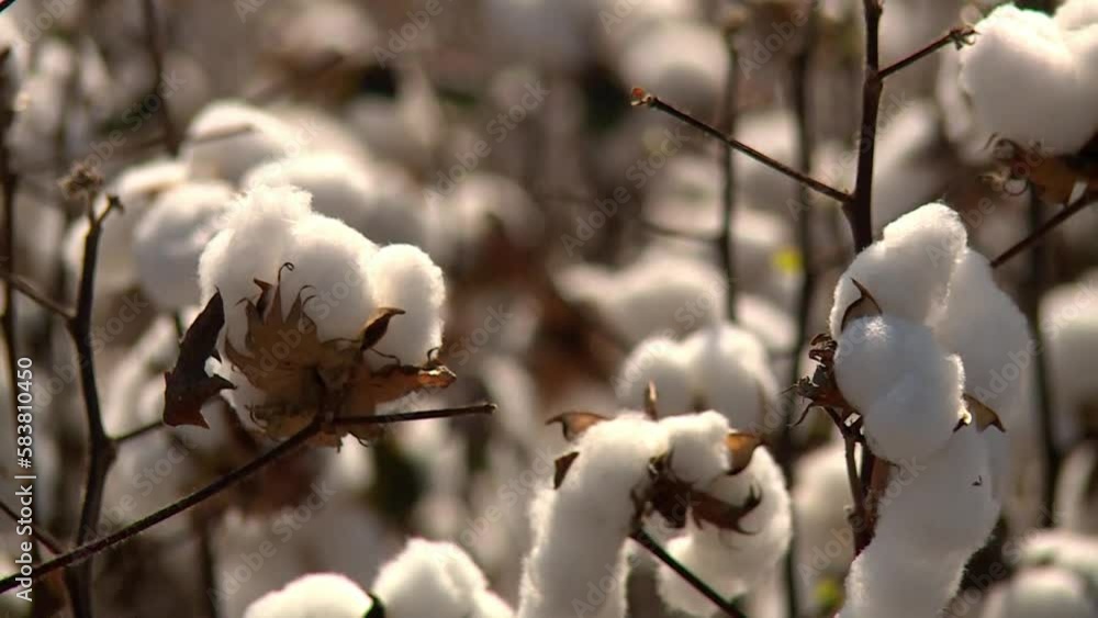Close up of cotton on cotton plants at a plantation Close up of cotton on cotton plants at a plantation