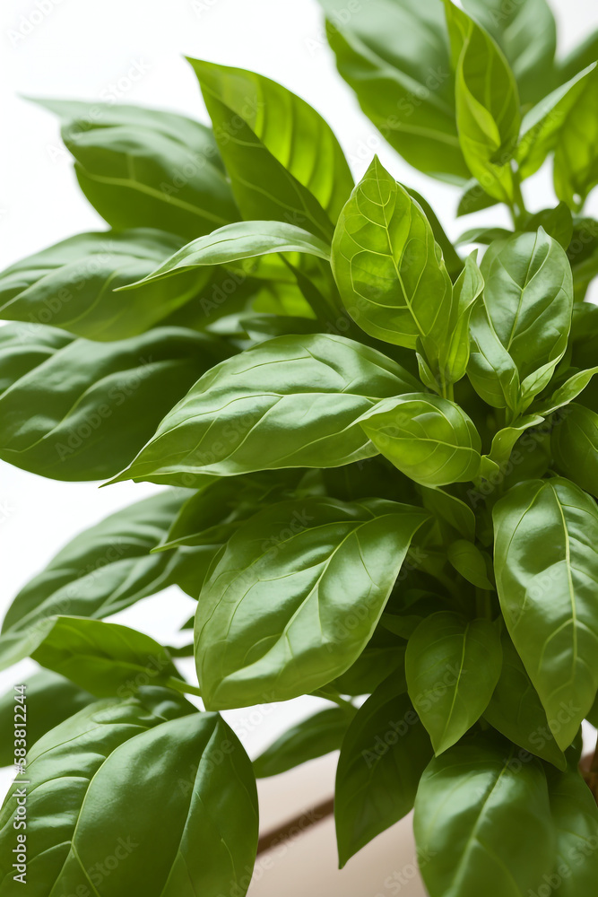 basil, herb, plant, leaf, fresh, vegetable, ingredient, salad, healthy, nature, herbs, organic, herbal, garden, seasoning basil, herb, plant, leaf, fresh, vegetable, ingredient, salad, healthy, nature, herbs, organic, herbal, garden, seasoning