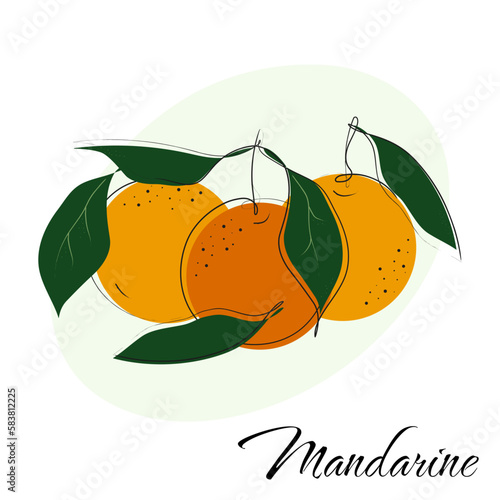 Mandarin, tangerine vector illustration. Orange tropical fruits isolated on white.