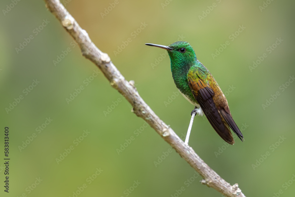 Fototapeta premium Snowy-bellied Hummingbird - Saucerottia edward, beautiful colored small hummingbird from Latin America woodlands and gardens, Volcán, Panama.