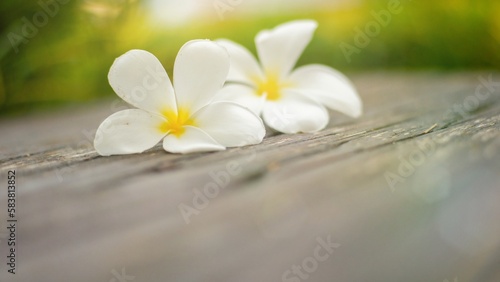 Tropical flowers frangipani on wood. © arthierry