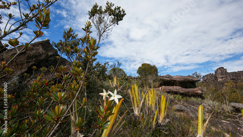 Vegetation with bromeliads (Brocchinia reducta) and Maguireothamnus speciosus flower on the plateau of the table mountain Auyan tepui, Venezuela photo