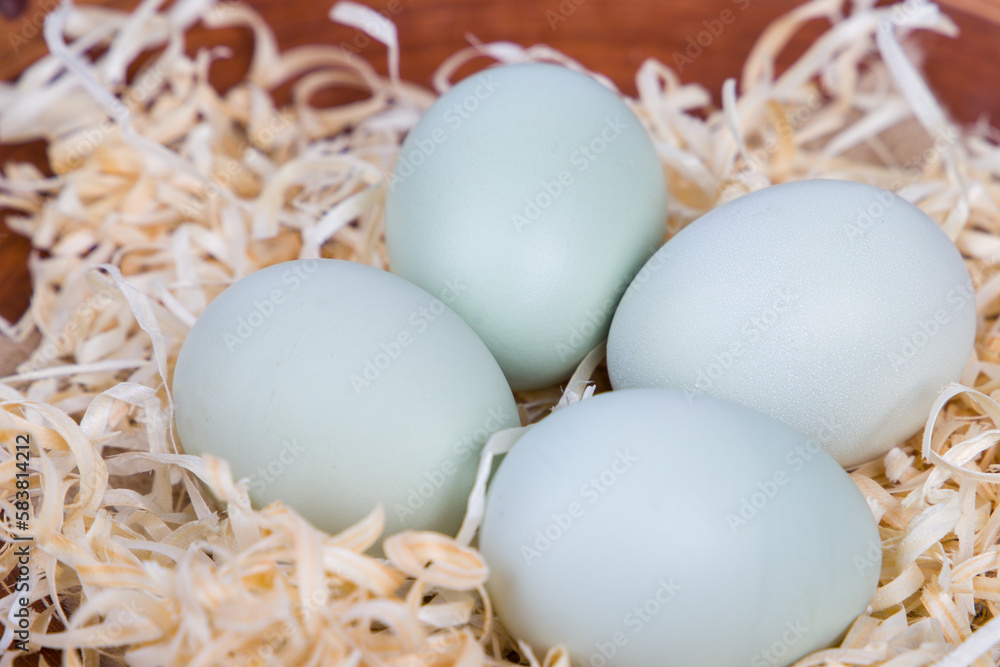 Four blue chicken eggs in a basket.
Four blue chicken eggs in a basket.